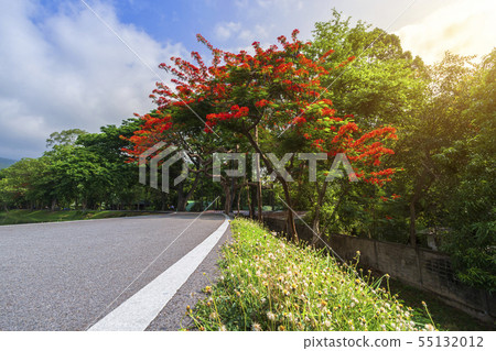road landscape view and tropical red flowers Royal 55132012