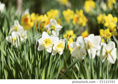 Beautiful nature in spring, fresh tree and floowers 135 55132591
