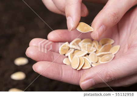 collection of healthy superfood, close up of various seeds 128 collection of healthy superfood, close up of various seeds 128 55132958