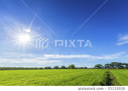 Beautiful green cornfield with fluffy clouds sky Beautiful green cornfield with fluffy clouds sky 55133038