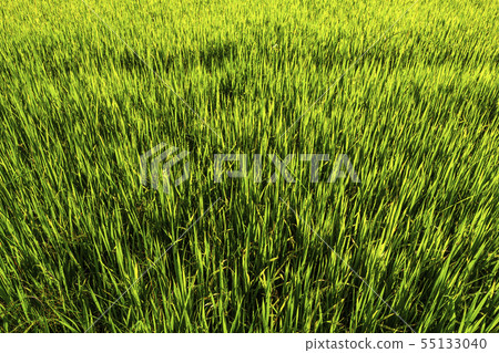 Beautiful green cornfield with sunset sky Beautiful green cornfield with sunset sky 55133040