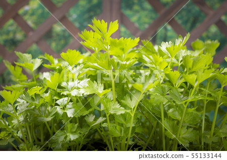 collection of healthy superfood, close up of various seeds 173 55133144