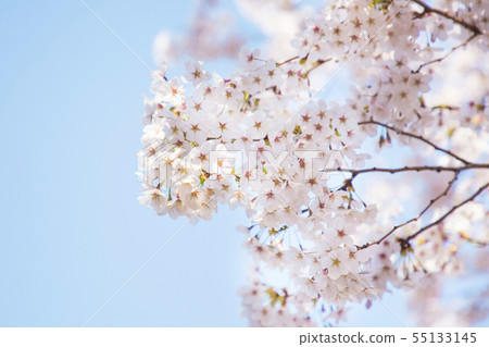 Beautiful cherry blossom, blooming tree in spring time 020 55133145
