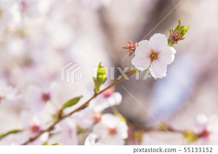 Beautiful cherry blossom, blooming tree in spring time 006 Beautiful cherry blossom, blooming tree in spring time 006 55133152