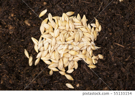 collection of healthy superfood, close up of various seeds 179 collection of healthy superfood, close up of various seeds 179 55133154