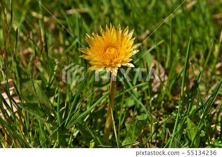Dandelion Girociano Tanpopo Dandelion Girociano Tanpopo 55134236
