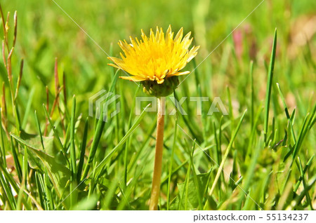 Dandelion Girociano Tanpopo 55134237