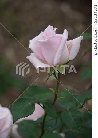 Sakai（Merchen Kegginin）Sakikachi Chikagawa River Rose Park 55134372