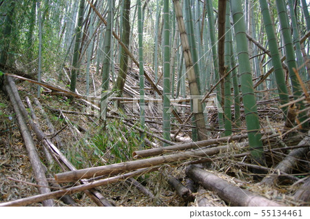 退化的竹林 退化的竹林 55134461