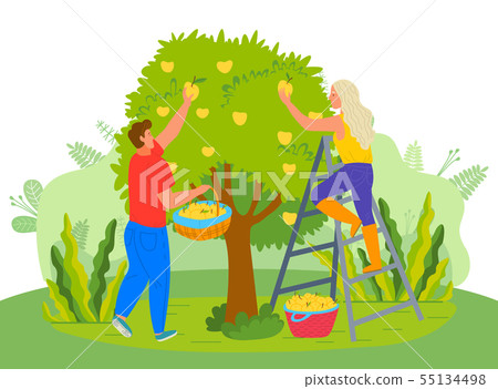 Pear Tree People Picking Fruits in Garden Farmers Pear Tree People Picking Fruits in Garden Farmers 55134498