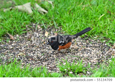 Black-and-white Baboon Ba-Navi-Lake British Columbia Canada 55134709