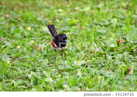 Black-and-white Baboon Ba-Navi-Lake British Columbia Canada 55134710