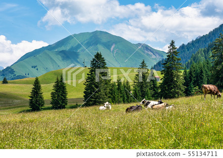Little village Rinnen near Imst in Tirol Austria, Europe 55134711