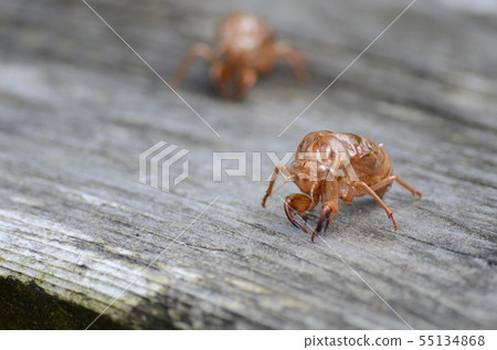 昆蟲半殼 55134868