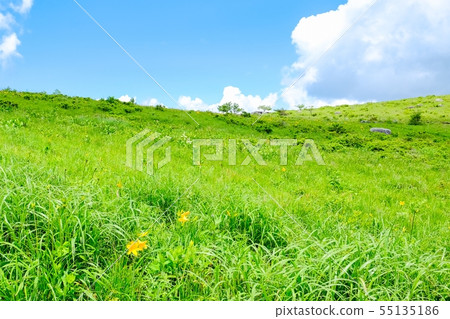 Kuramayama高原(夏天)花的風景:花 Kuramayama高原(夏天)花的風景:花 55135186