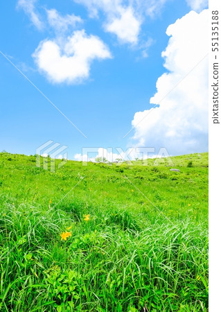 Kuramayama高原(夏天)花的風景:花 Kuramayama高原(夏天)花的風景:花 55135188