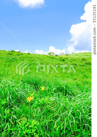 Kuramayama高原(夏天)花的風景:花 Kuramayama高原(夏天)花的風景:花 55135191