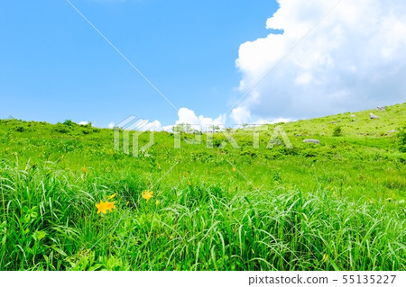 Kuramayama高原(夏天)花的風景:花 Kuramayama高原(夏天)花的風景:花 55135227