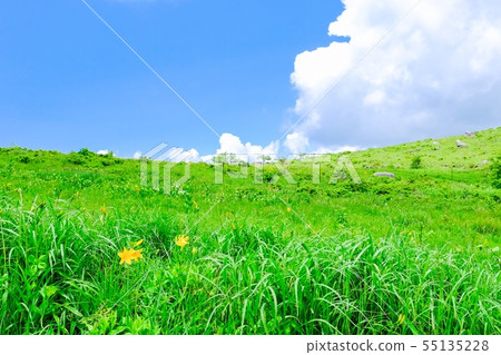 Kuramayama高原（夏天）花的風景：花 55135228