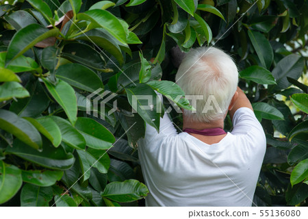 Farmer examining mangoesteen tree 55136080