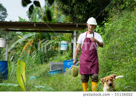 Farmer and musang king durian 55136082