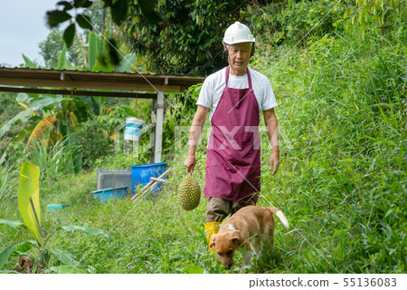 Farmer and musang king durian Farmer and musang king durian 55136083