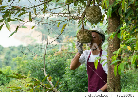 Farmer and Blackthorn durian tree. Farmer and Blackthorn durian tree. 55136093