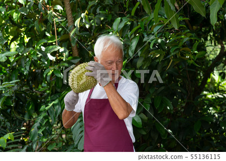 Farmer and musang king durian 55136115