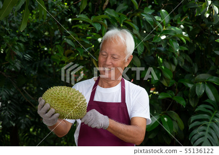 Farmer and musang king durian 55136122