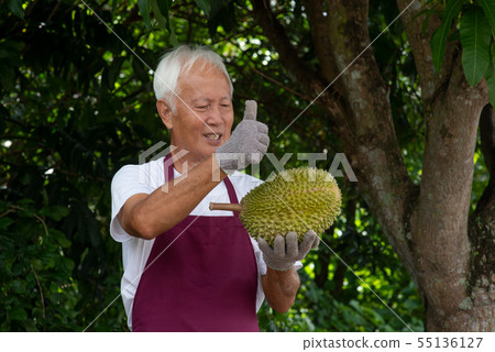 Farmer and musang king durian Farmer and musang king durian 55136127
