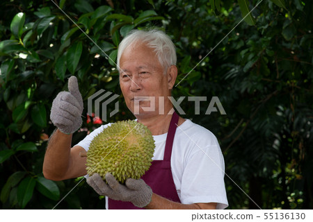 Farmer and musang king durian Farmer and musang king durian 55136130