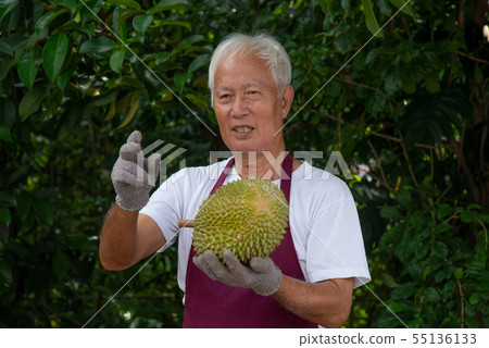 Farmer and musang king durian 55136133