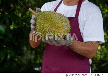 Farmer and musang king durian 55136142