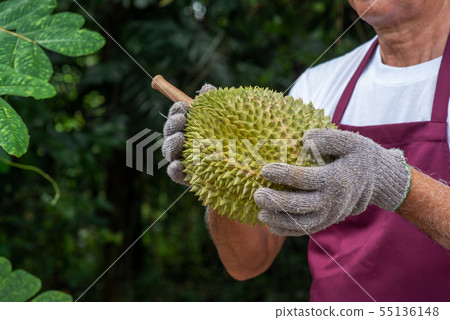 Farmer and musang king durian 55136148