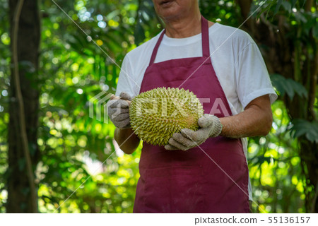 Farmer and musang king durian 55136157