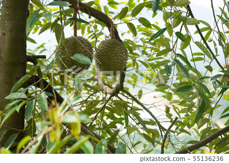 Blackthorn durian tree. Blackthorn durian tree. 55136236
