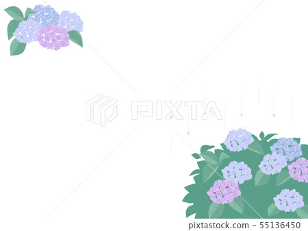 繡球 繡球 55136450