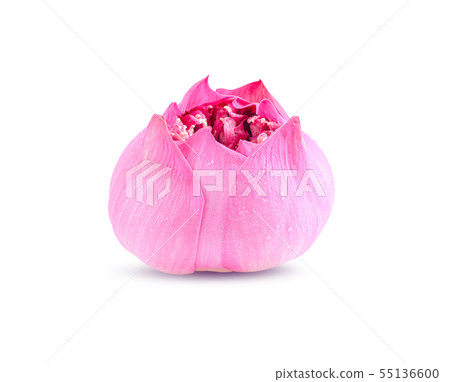 Pink lotus flower on white background 55136600