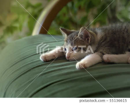 Melancholic child cat 55136615