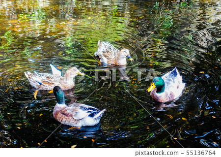 , Swimming in the pond of the shrine , Swimming in the pond of the shrine 55136764