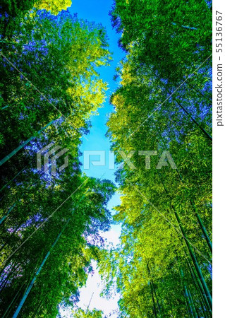 Kouka博多春天庭院/ Kotoka公園的竹花森林 Kouka博多春天庭院/ Kotoka公園的竹花森林 55136767