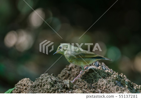 Siberian blue robin (Luscinia cyane) 55137281