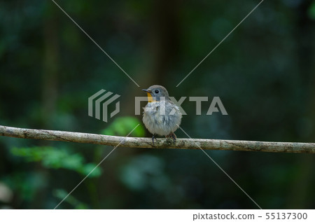 Red-throated Flycatcher (Ficedula albicilla) Red-throated Flycatcher (Ficedula albicilla) 55137300