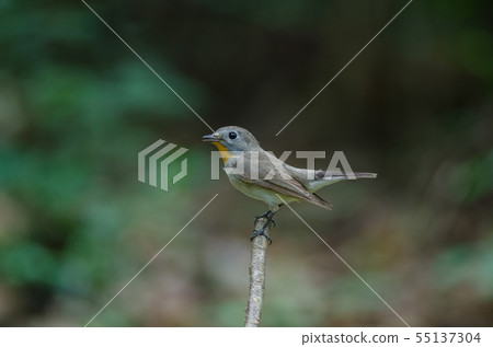 Red-throated Flycatcher (Ficedula albicilla) 55137304