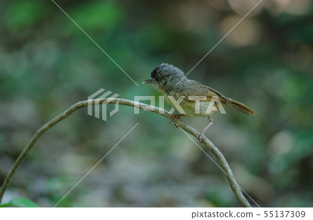 Brown-cheeked Fulvetta, Grey-eyed Fulvetta Brown-cheeked Fulvetta, Grey-eyed Fulvetta 55137309