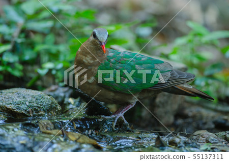Emerald dove or Green Pigeon Emerald dove or Green Pigeon 55137311