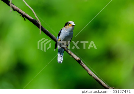 colorful bird Silver-breasted broadbil 55137471