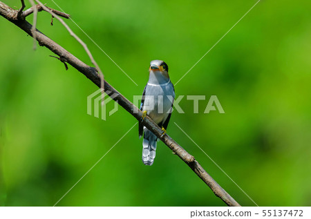 colorful bird Silver-breasted broadbil 55137472