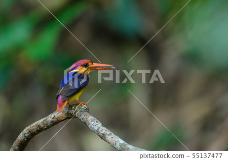 Black backed Kingfisher or Oriental Dwarf Black backed Kingfisher or Oriental Dwarf 55137477