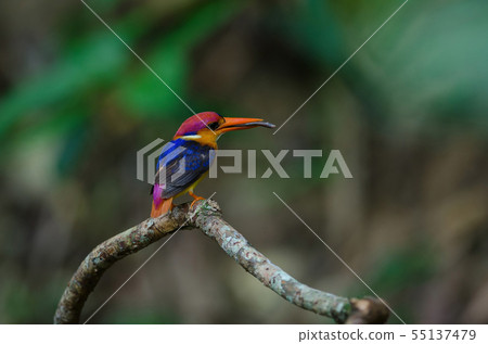 Black backed Kingfisher or Oriental Dwarf 55137479